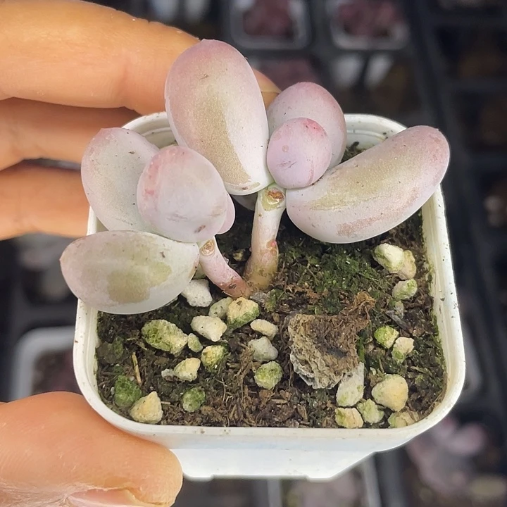 可****一物一拍满18包邮