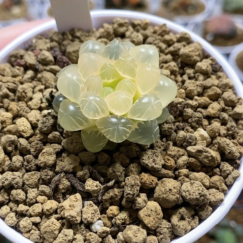 【闪购商品】106糊斑潘灯