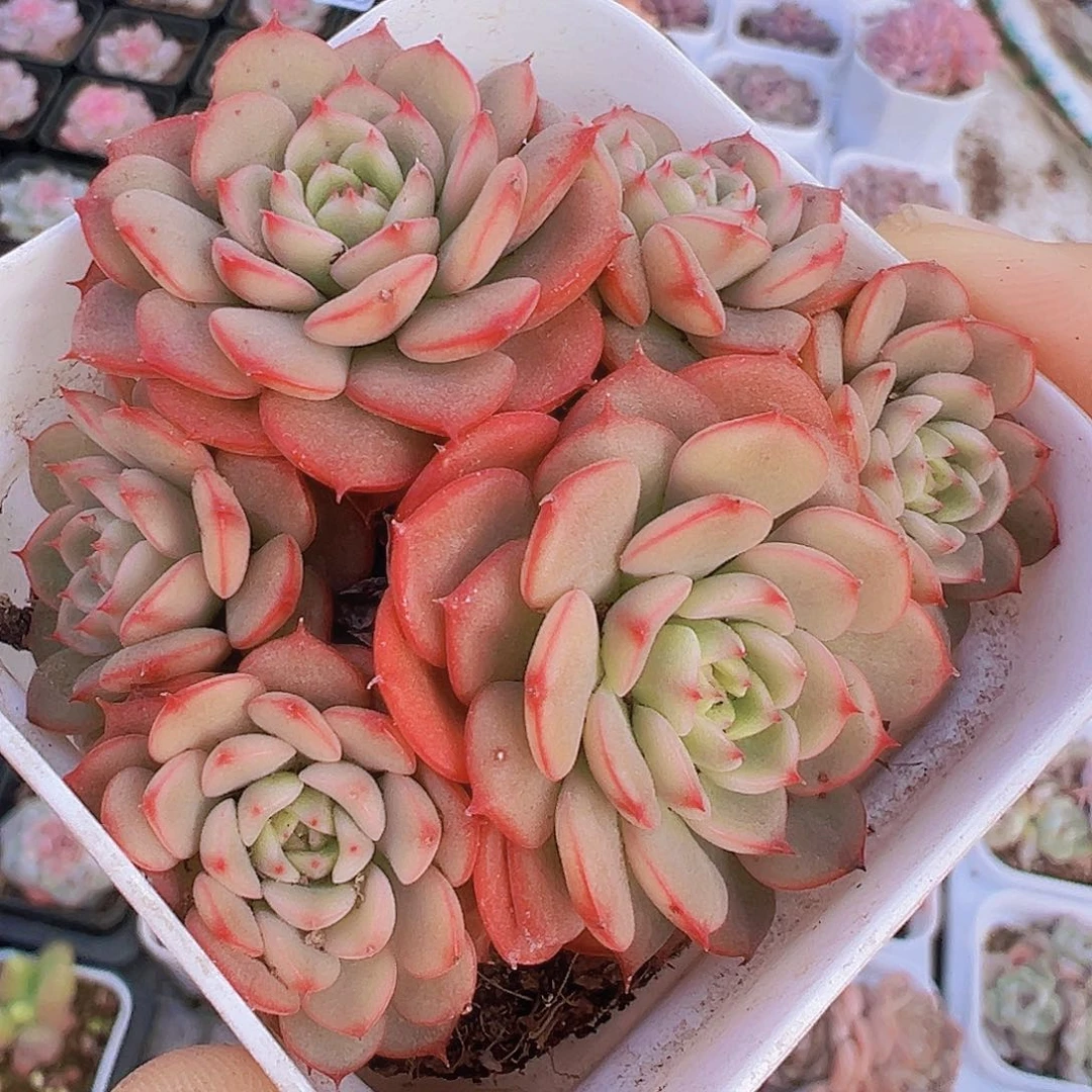 糖果宝贝群19包邮多肉