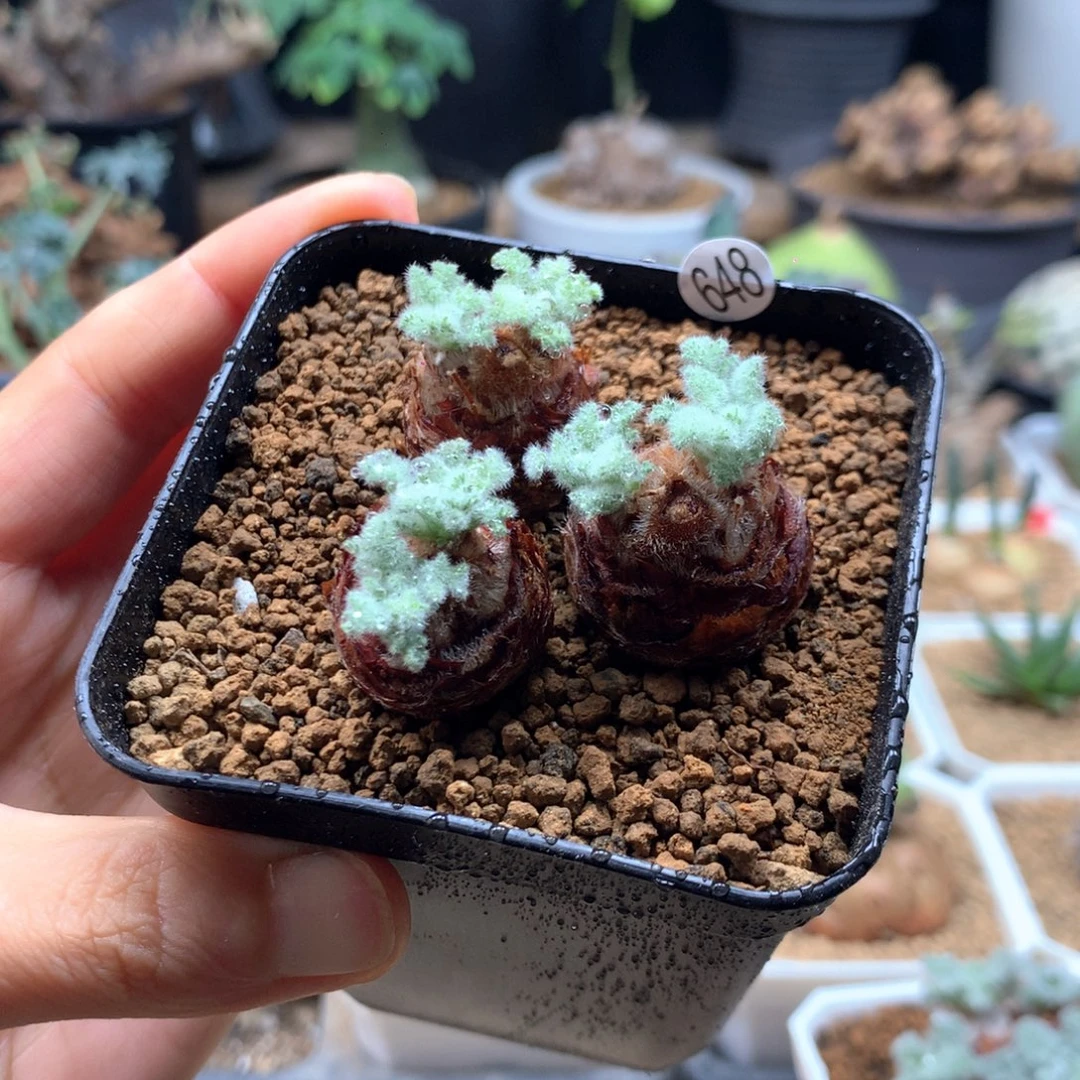 羽叶杨葵母本带盆