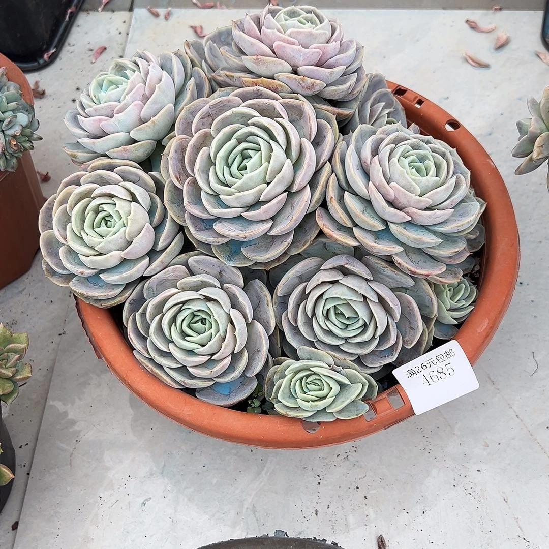 初****4685蓝色惊喜多肉植物多肉