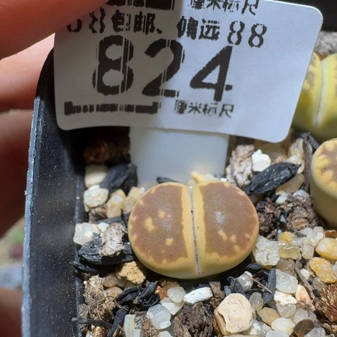 Sssss精品生石花824
