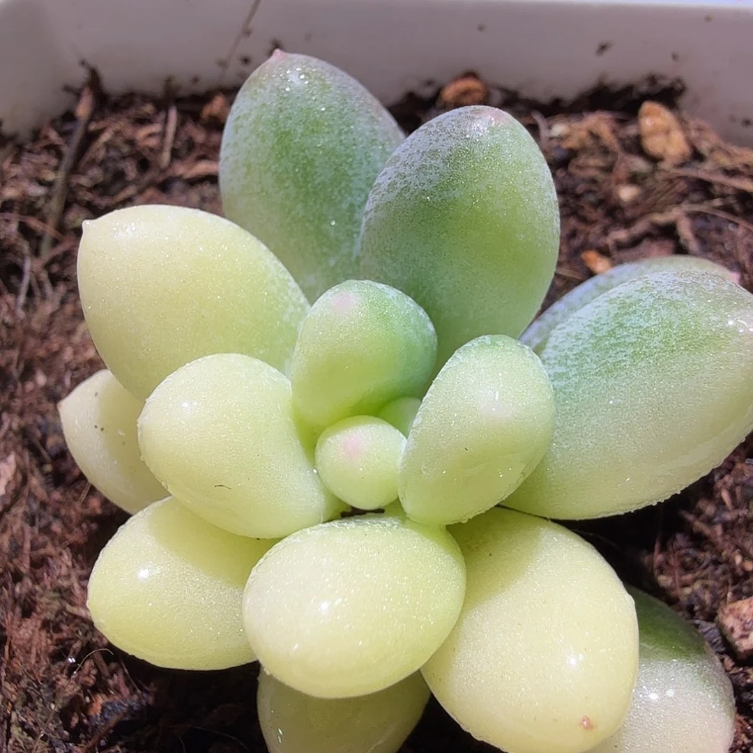 奶酪锦，多肉植物