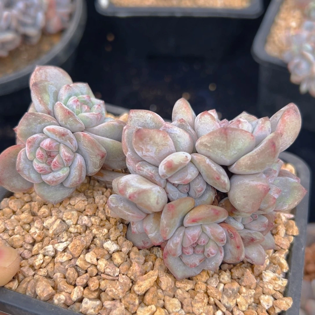 新年快乐 新年快乐