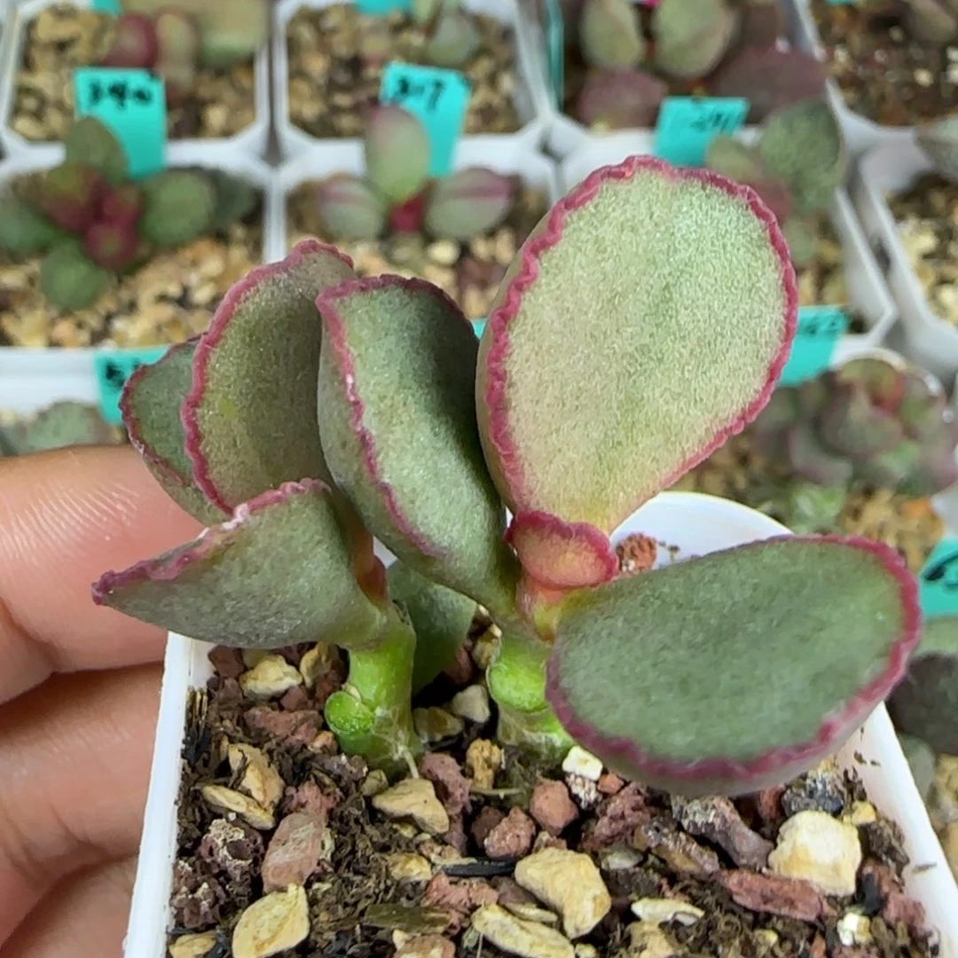 红边蛋桩子，四方盆发