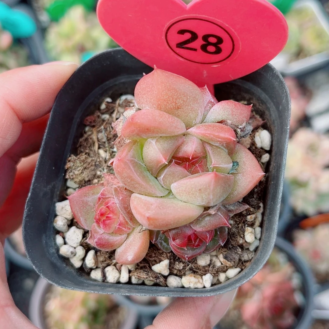 28号小老桩新品珍妮群