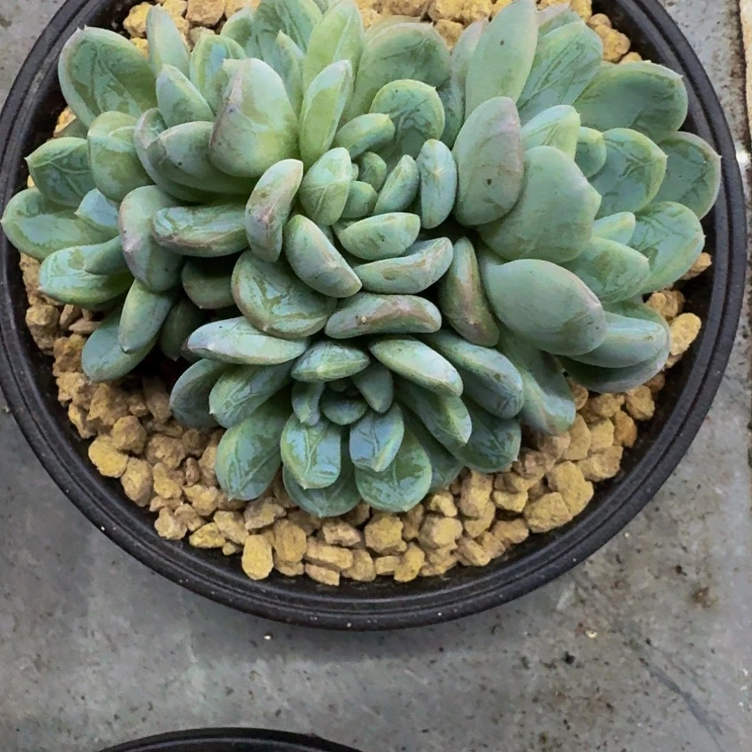 百达翡翠 一物一拍