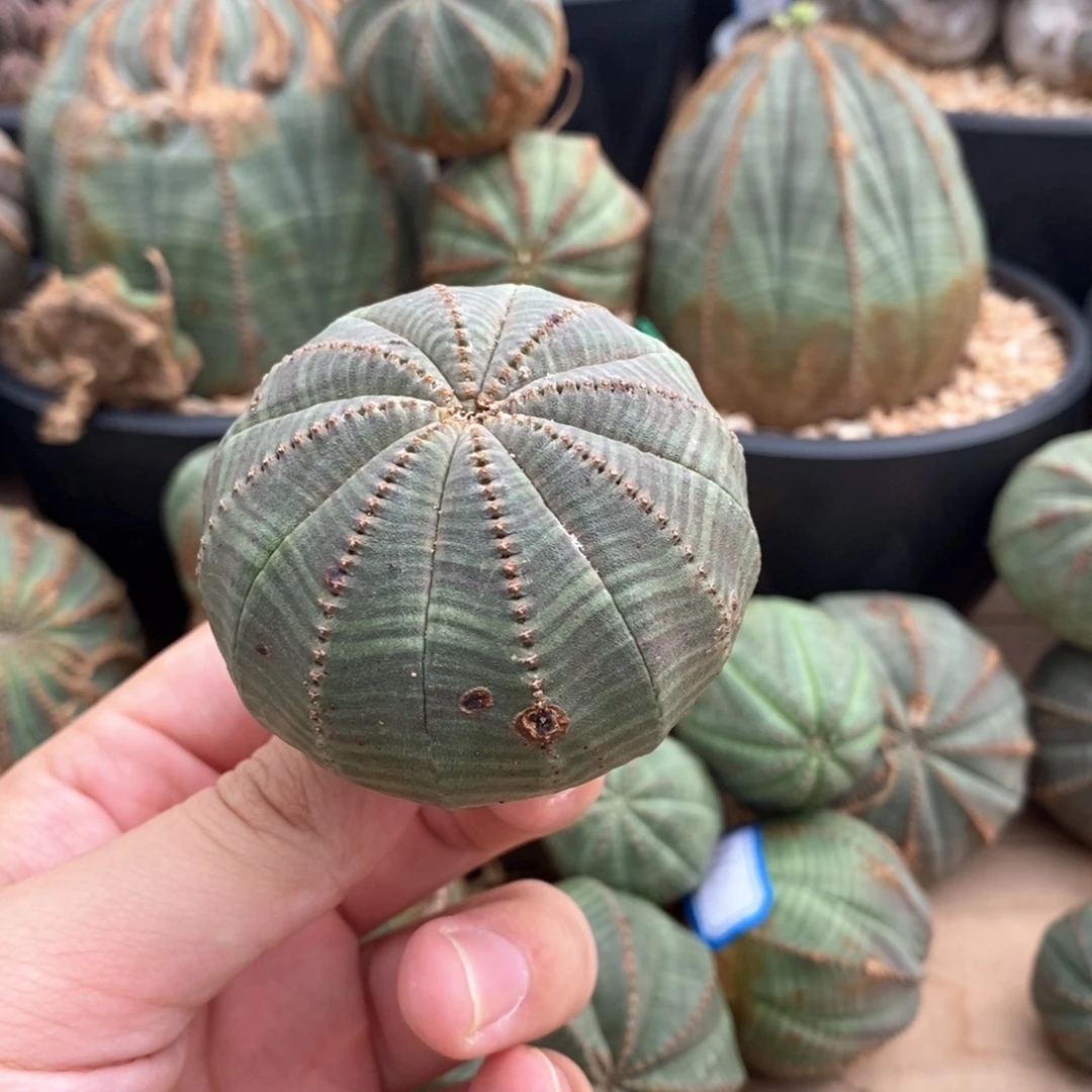 28 欧系实生布纹球多肉植物