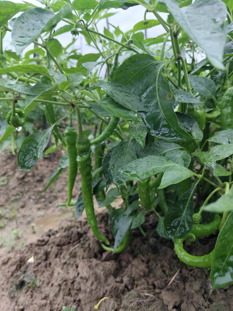 湖南本地紫红/青辣椒皮薄香辣2/3/7新鲜包邮，现摘现发