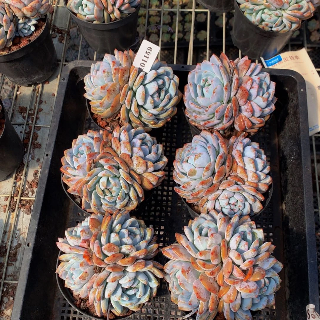 101159六个嗯嗯嗯嗯嗯嗯嗯好喜欢