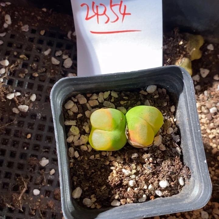 灵***犀24354。    一盒。      带盆。