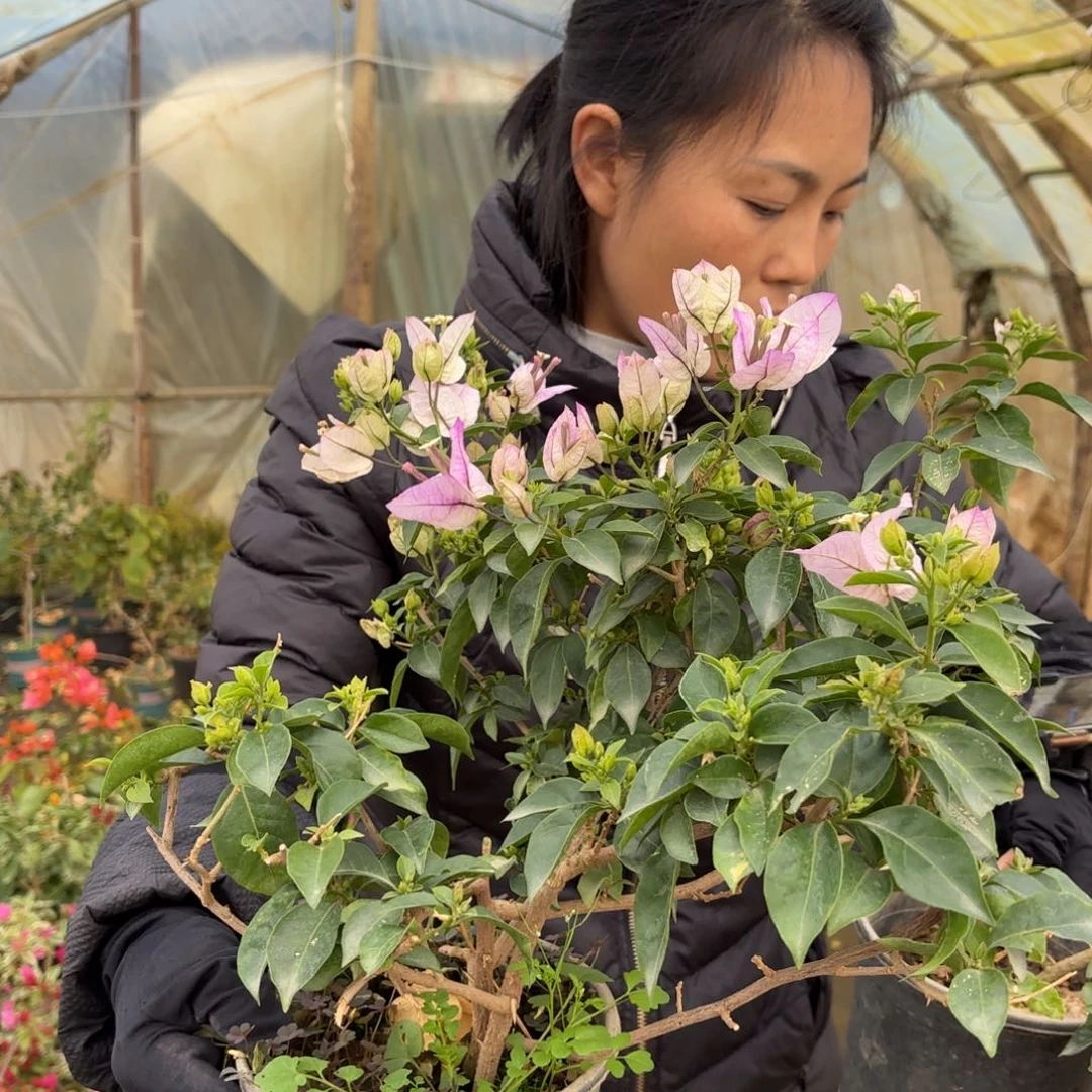 完全开放（雪紫）三角梅会落花落叶苗有大有小