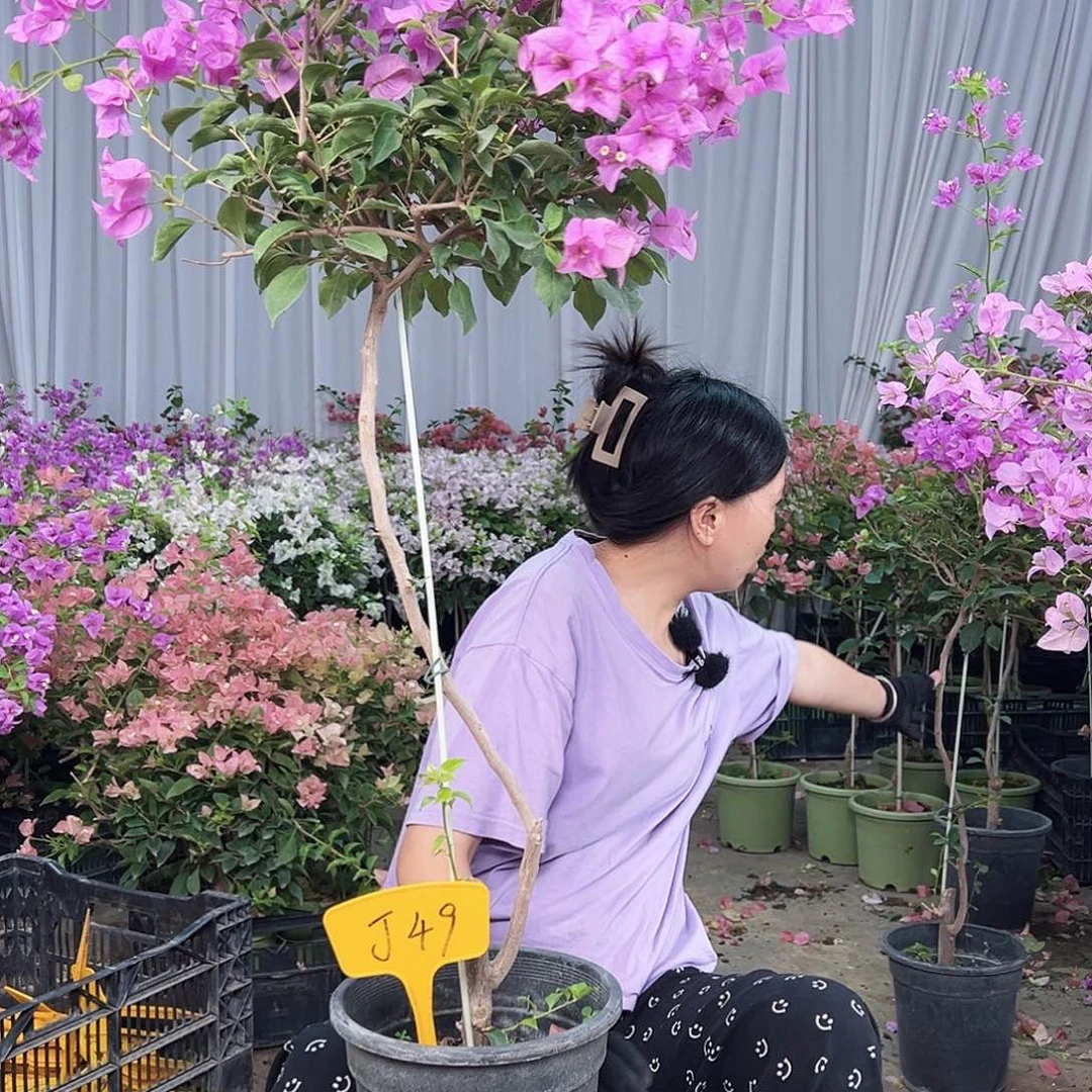 小***鱼完全开放J49雪紫三角