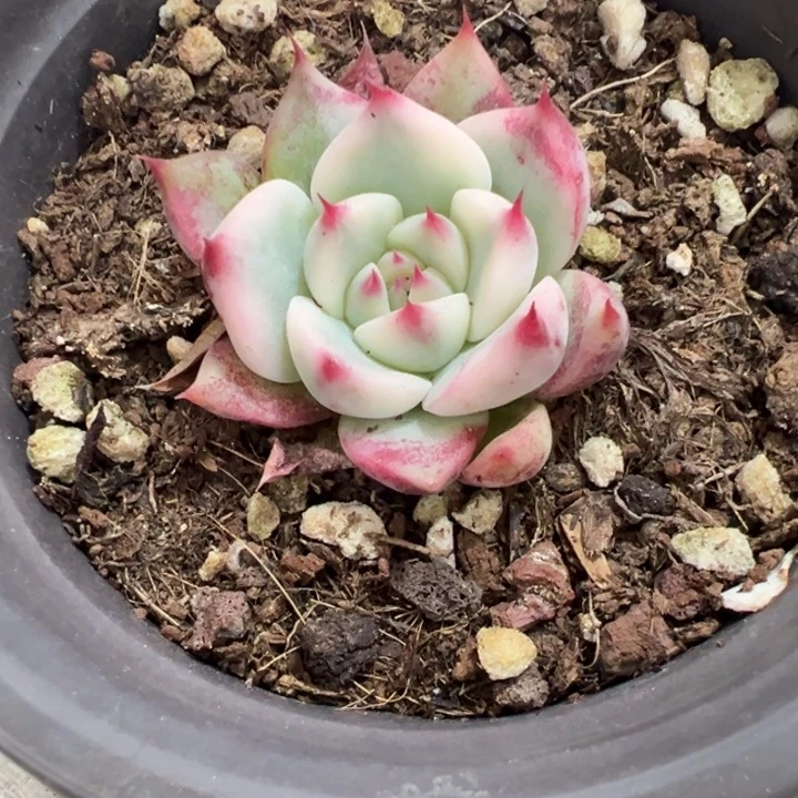 吉娃娃即可他锦多肉植物