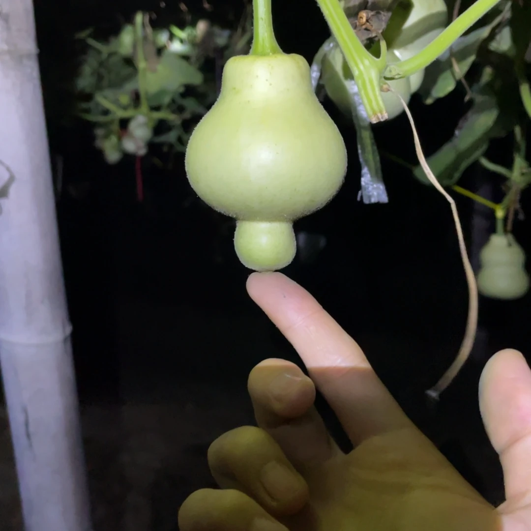沂***葫芦1111111222222222