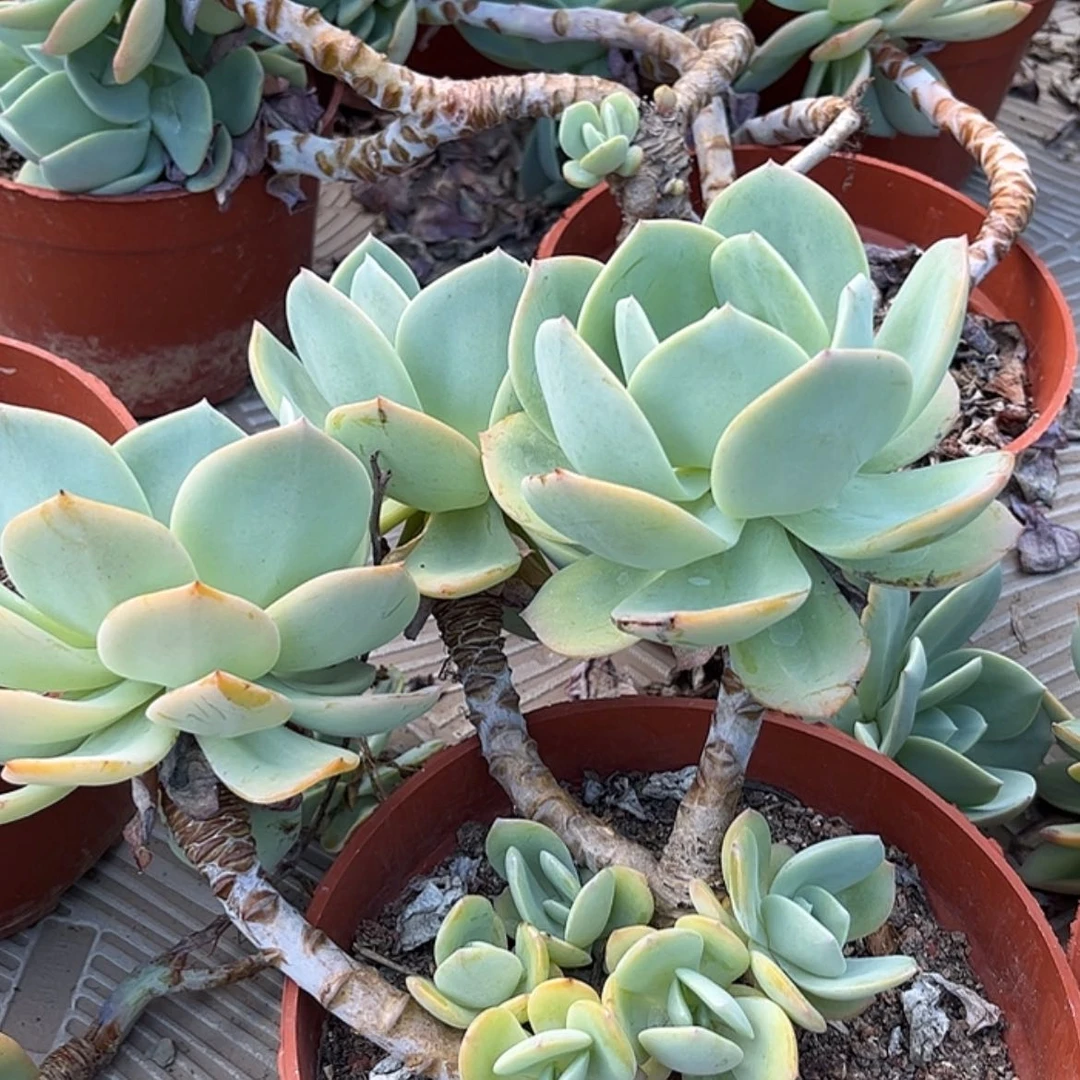 【闪购商品】无花朵