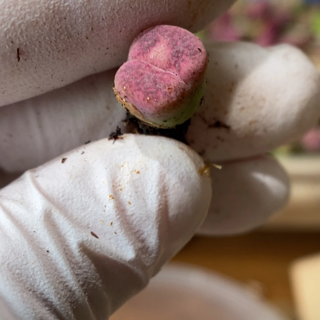 多肉植物肉锥杂交K-693 风铃杂 安贞