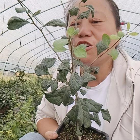 石***文无花朵1235559800