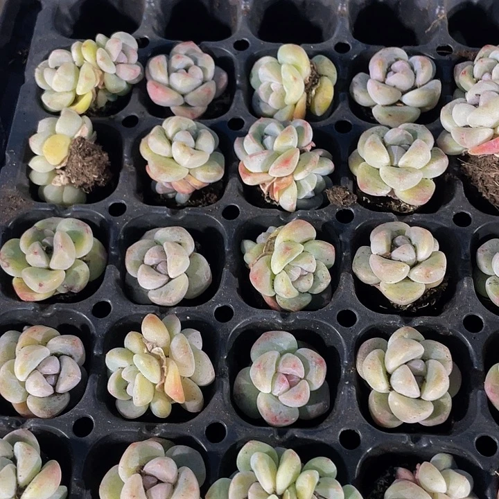 小紫心冰玉1元带土