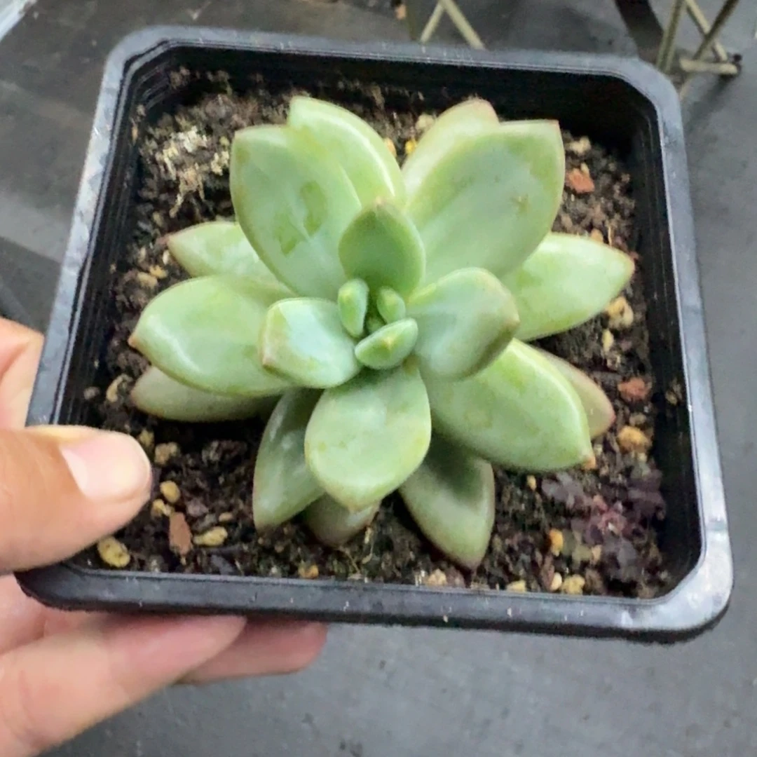 白***森莱万特 单头 一物一拍