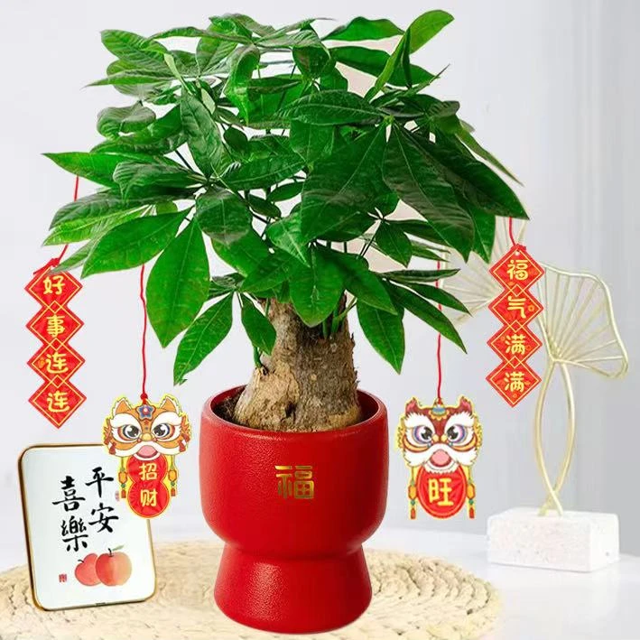【大福大贵】独杆发财树粗杆大树桩室内客厅招财盆景办公室好养活
