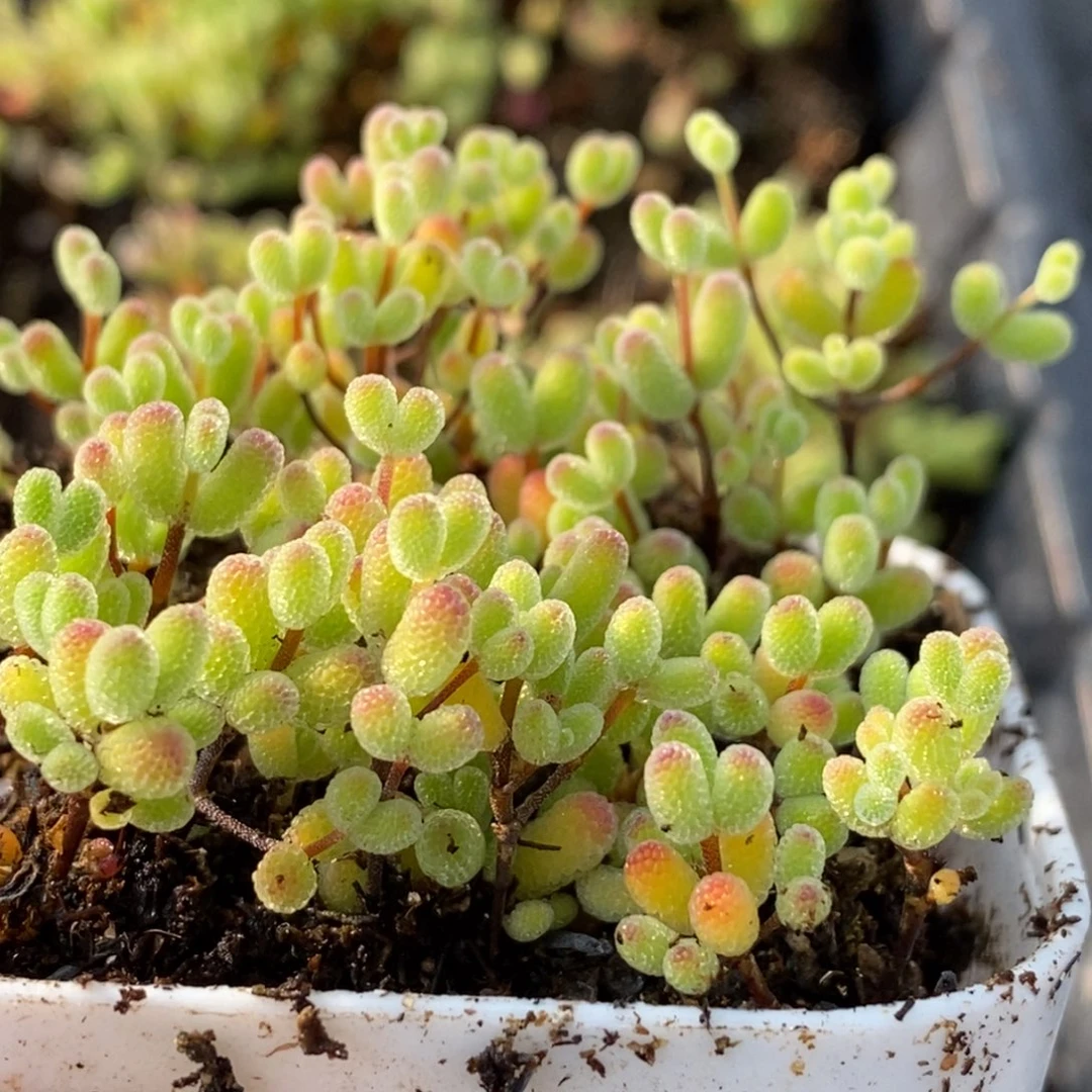 花****舒21糖球切糕。