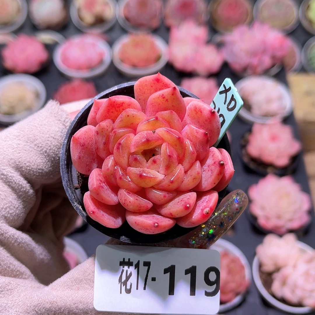 花利美17-119灵翠单头