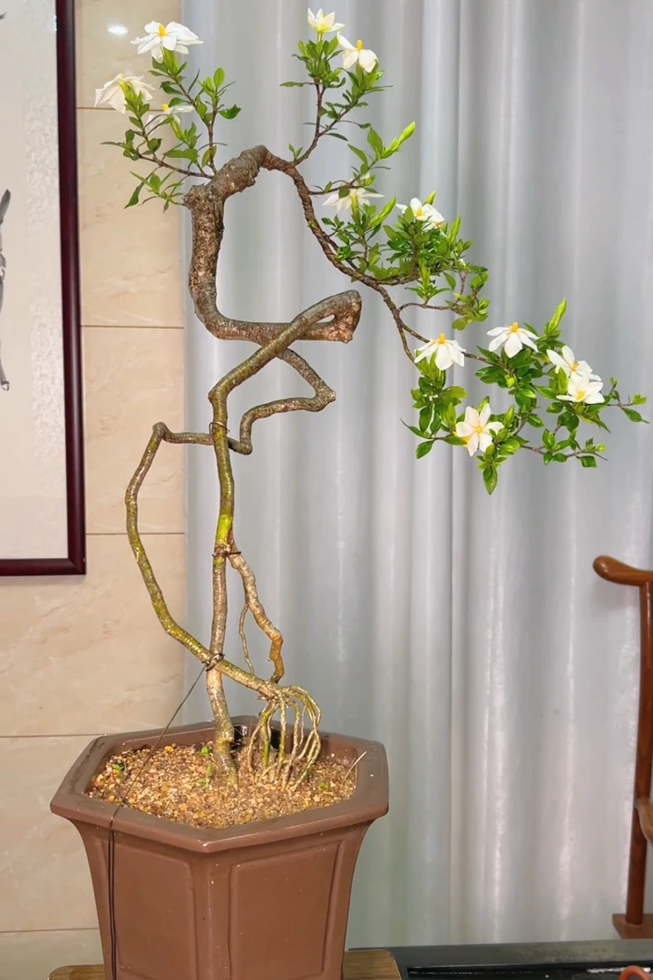 一物一拍提根文人桩海岛栀子花盆景高80冠幅60