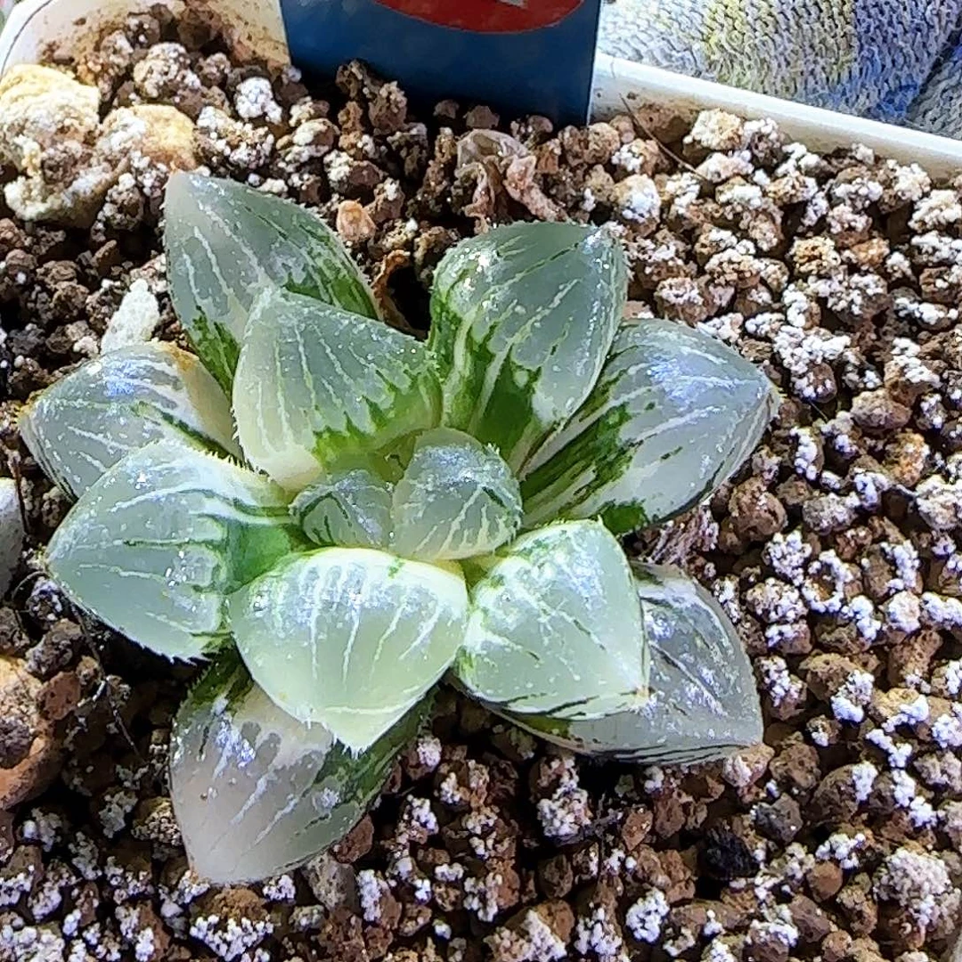 112糯玉露锦 4.5 厘米左右一物一拍带盆发货