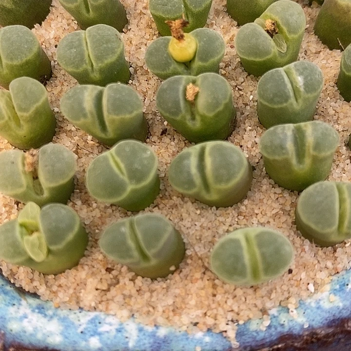 极窗风铃一颗。