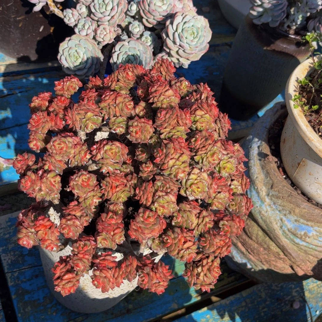 新疆西藏内蒙不发货，蜡牡丹