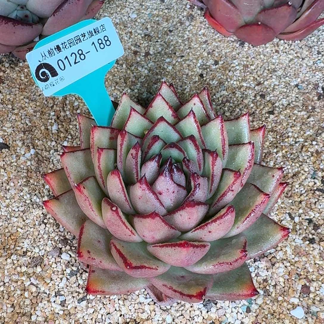 从前慢花园多肉0128-188