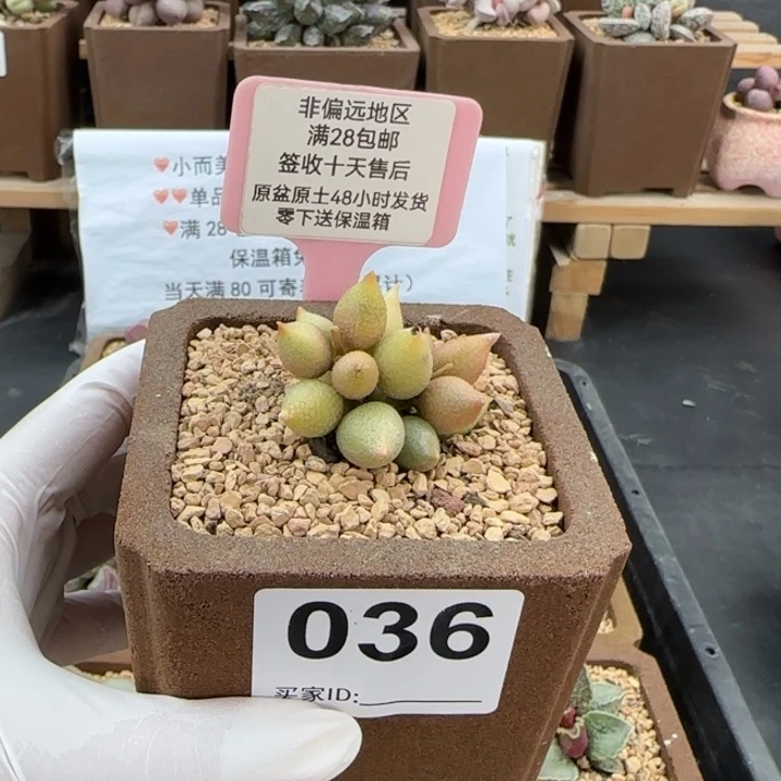 036小辣椒微瑕多肉植物