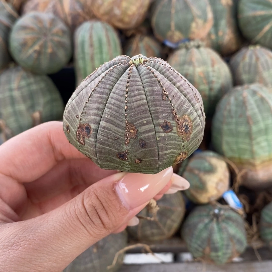 2欧系实生布纹球一物一拍