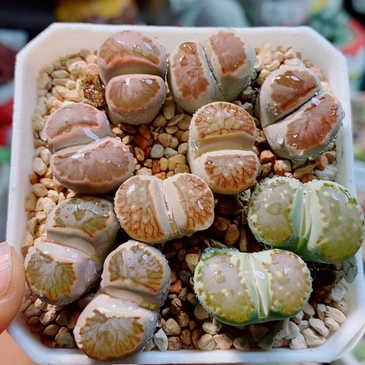 生石花花花花花花花307