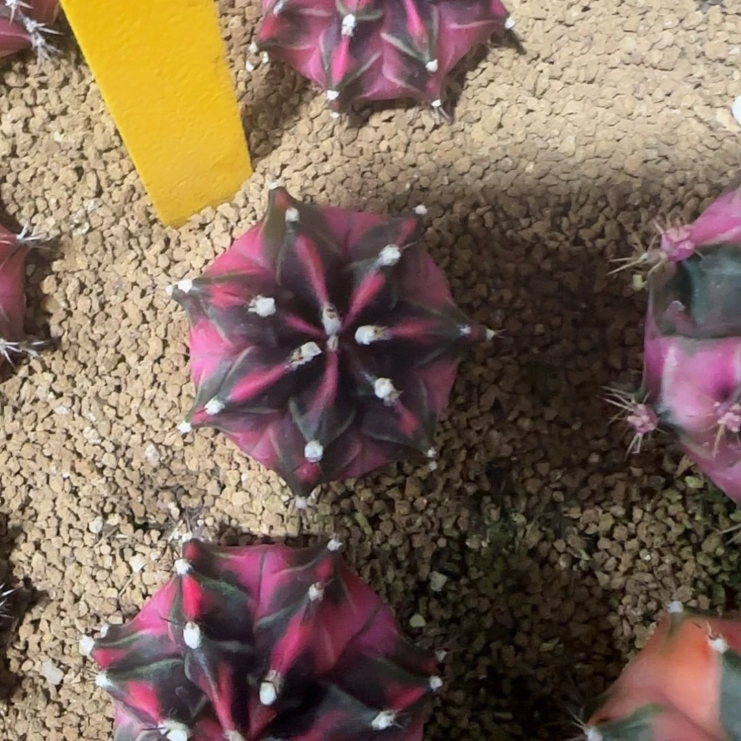 L720-0103泰国发货 新粉钻