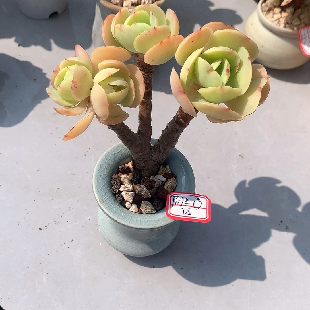 鸡蛋碧桃多肉植物