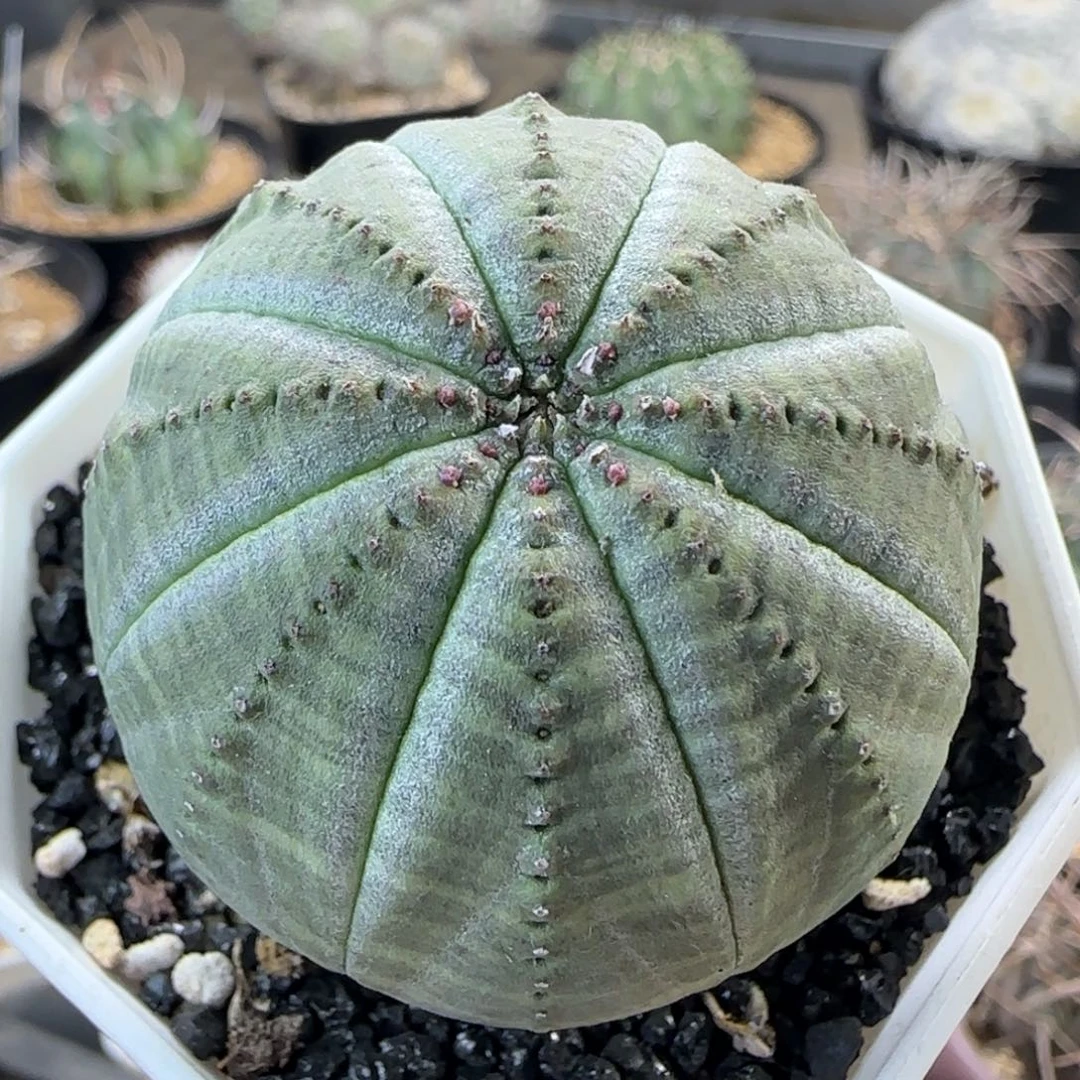 037实生欧布多肉4.7