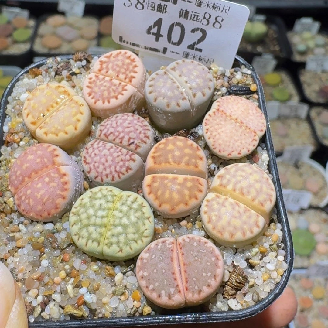 Ssssss便宜出了清货402