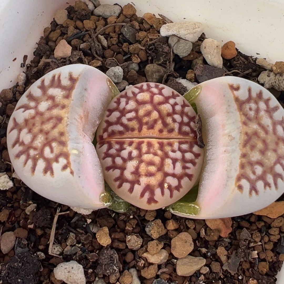 184多肉植物种类多样