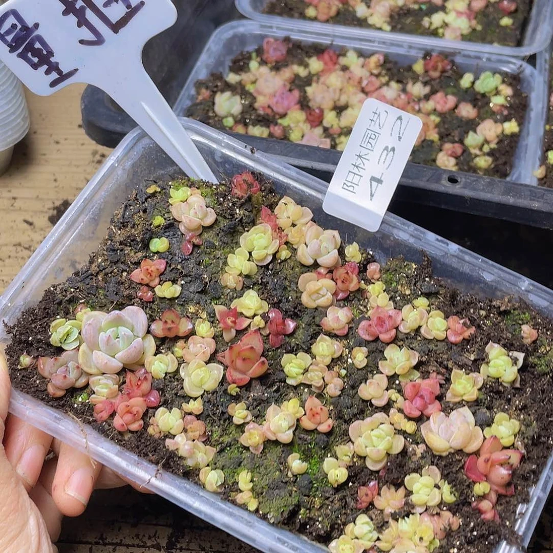 量拍多肉植物多肉植物432