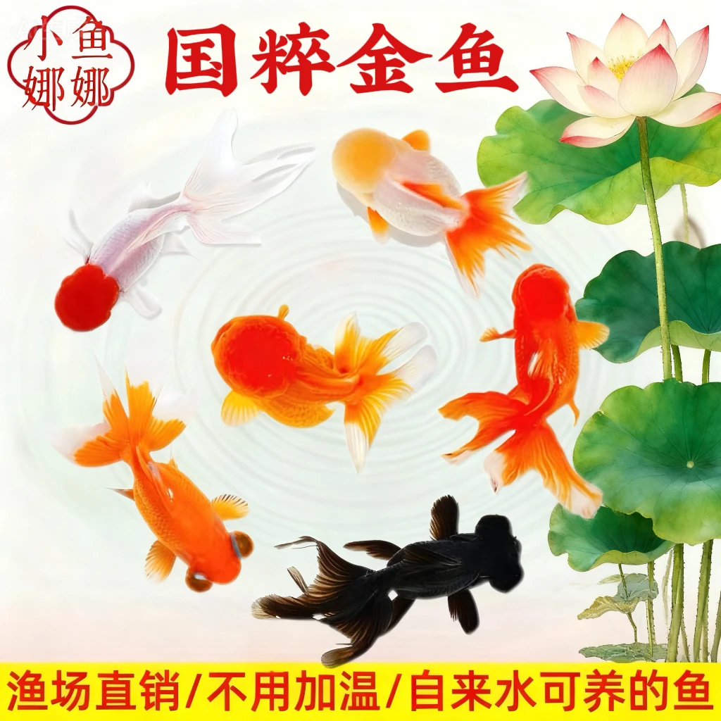 【大金鱼】9尾 鱼塘直发 冷链包邮 冷水观赏鱼好养耐活 6-8公分