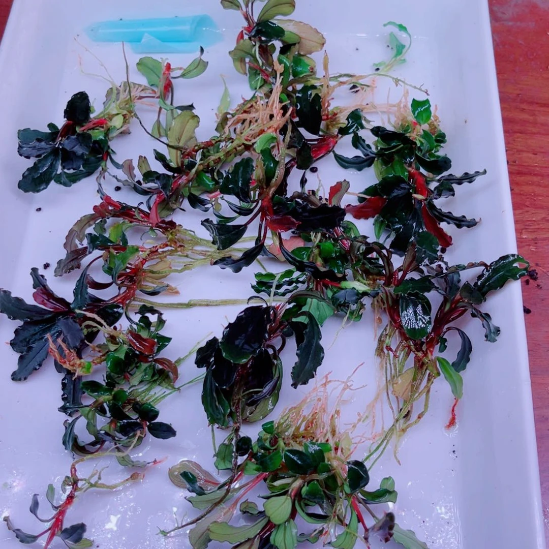 火***舞美小呆哇塞套餐一份