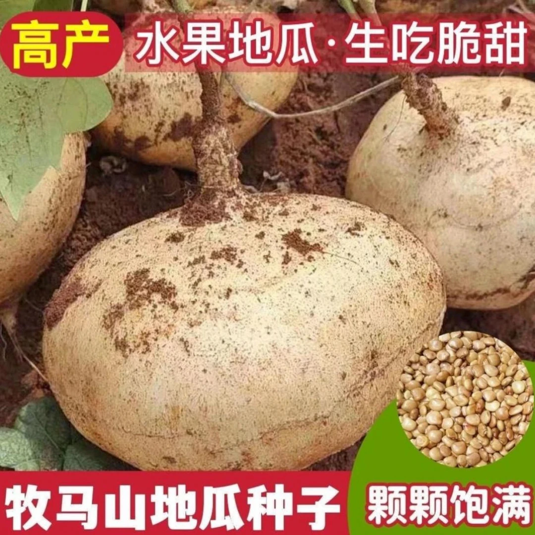 牧马山地瓜种子种籽孑水果地瓜特大白瓤香甜早熟种植.