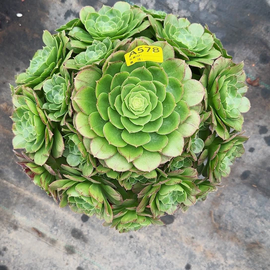 万圣夜法师多肉植物578