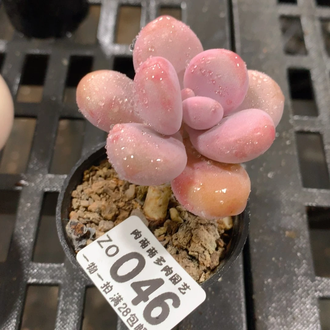 肉萌萌拇指盆精控多肉ZO046
