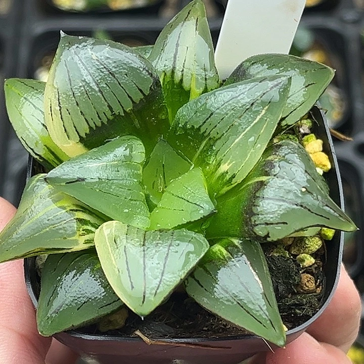 25巨大丸叶红纹寿锦