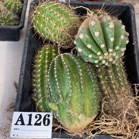瑕疵品种苗种子苗a 126