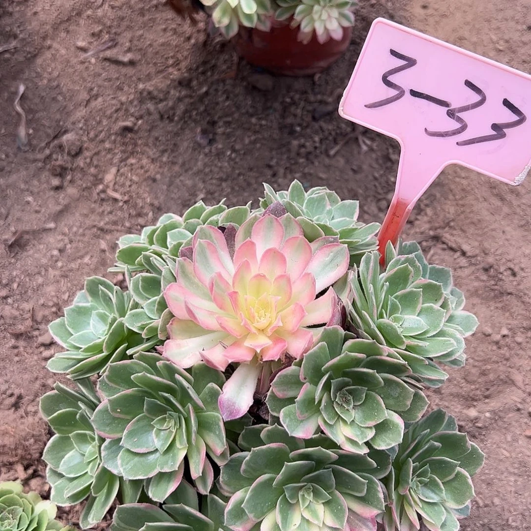 3-33万花筒多肉法师