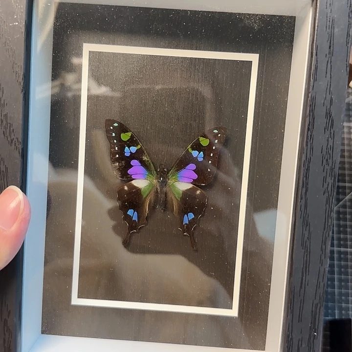 真蝴蝶标本真玻璃相框